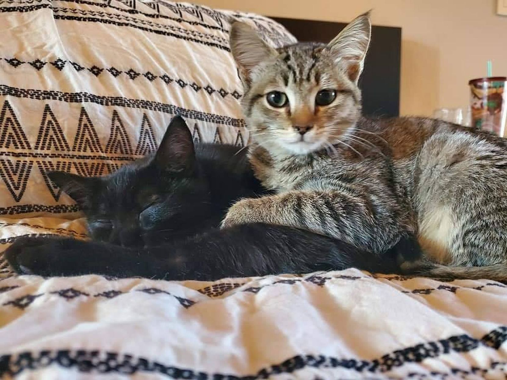 Adopt a Pet | Maeve & Wolfie